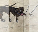 Percy - Male Mountain Cur-Unknown Mix Dog for Adoption - Small photo