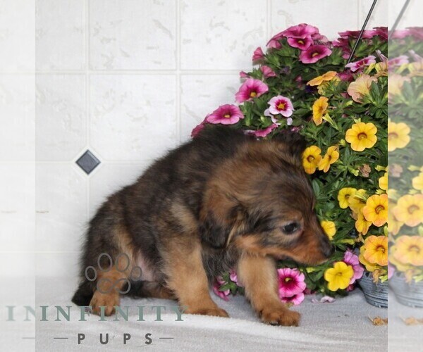 Medium Photo #4 Jack-A-Poo Puppy For Sale in KIRKWOOD, PA, USA