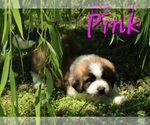 Puppy Puppy Pink Saint Bernard