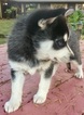 Small Photo #5 Alaskan Klee Kai Puppy For Sale in AUMSVILLE, OR, USA