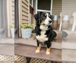 Small Photo #1 Australian Shepherd Puppy For Sale in PELKIE, MI, USA