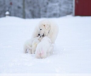 Father of the Maremma Sheepdog puppies born on 06/22/2025