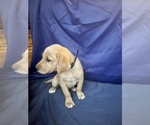 Small Photo #9 Golden Retriever Puppy For Sale in SAN FERNANDO, CA, USA