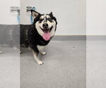 Small #1 Siberian Husky