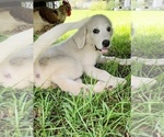 Image preview for Ad Listing. Nickname: Lilly