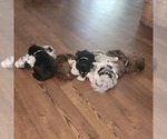 Small Photo #2 Aussiedoodle Puppy For Sale in CATAWBA, SC, USA