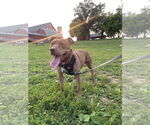 Small #1 American Pit Bull Terrier Mix