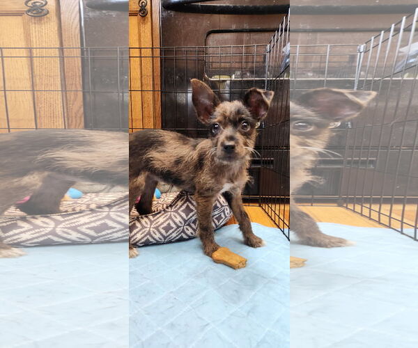 Medium Photo #1 Chihuahua-Unknown Mix Puppy For Sale in Sheboygan, WI, USA
