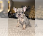 Puppy Batman French Bulldog
