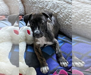 Tiki - Female Plott Hound Dog for Adoption - Photo #5