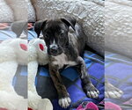 Small #4 Plott Hound