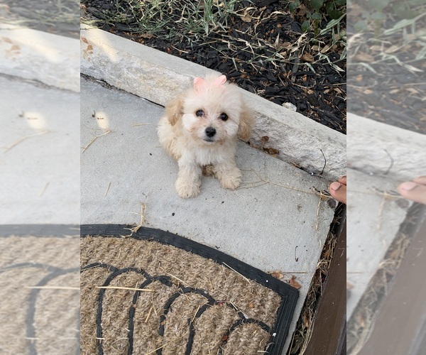 Medium Photo #2 Maltipoo Puppy For Sale in KATY, TX, USA
