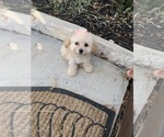 Small Photo #2 Maltipoo Puppy For Sale in KATY, TX, USA