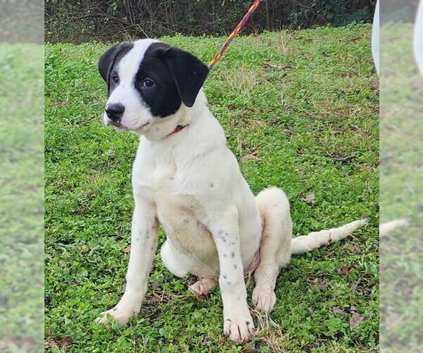 Medium Photo #3 Labrenees Puppy For Sale in Wetumpka, AL, USA