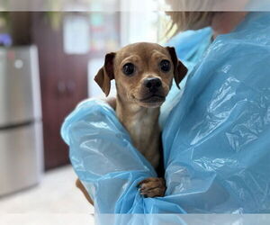 Medium Chihuahua Mix