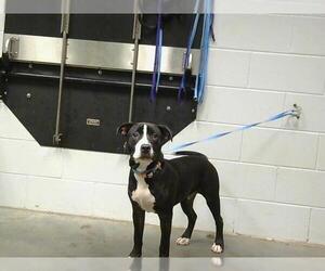 American Pit Bull Terrier Dogs for adoption in St. Cloud, FL, USA