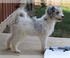 Papi-Poo Puppy for sale in FREDERICKSBG, OH, USA