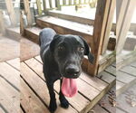 Small #1 Labrador Retriever Mix
