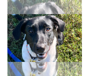 Pointer-Unknown Mix Dogs for adoption in Tampa, FL, USA