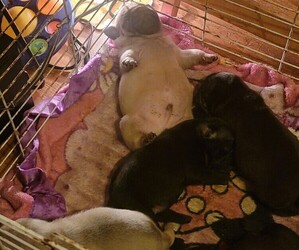 Pug Puppy for sale in KINGSPORT, TN, USA