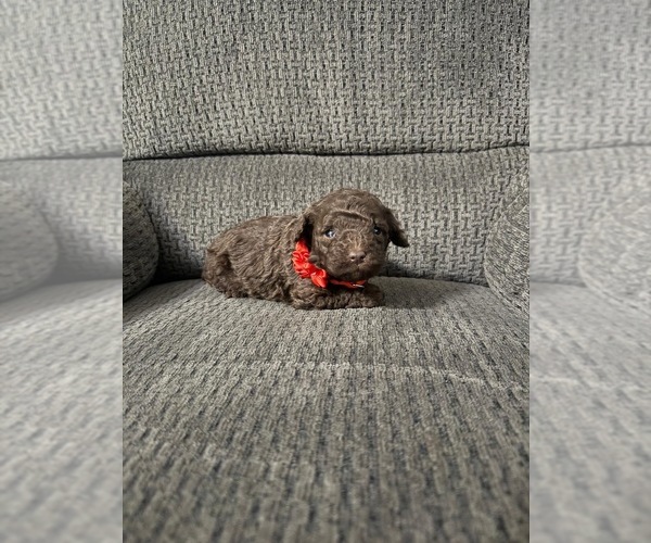 Medium Photo #1 Poodle (Toy) Puppy For Sale in JEFFERSONVILLE, IN, USA