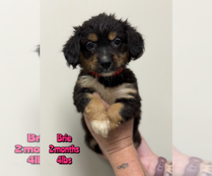 Mutt Dogs for adoption in Woodbury, NY, USA