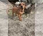 Small Photo #36 Rhodesian Ridgeback Puppy For Sale in MORONGO VALLEY, CA, USA