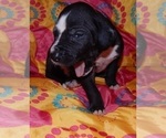 Small Photo #6 Great Dane Puppy For Sale in SPRAGGS, PA, USA