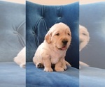 Puppy Puppy 4 Golden Retriever