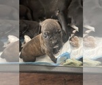 Puppy Puppy 2 Dolly Boxer