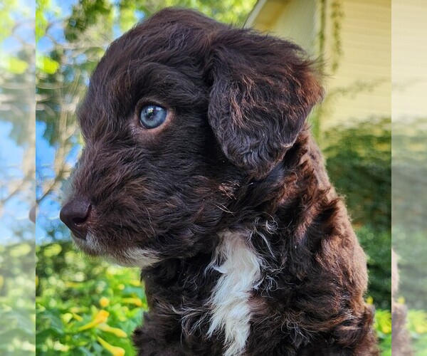 Medium Photo #4 F2 Aussiedoodle Puppy For Sale in COLUMBIA, TN, USA