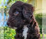 Small #3 F2 Aussiedoodle