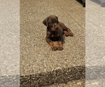 Puppy Black Collar Doberman Pinscher