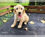 Small #4 Goldendoodle
