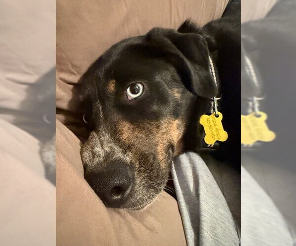 Medium Photo #5 Mutt Puppy For Sale in Sandy, UT, USA