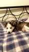 Small Photo #4 Siberian Husky Puppy For Sale in CLEVELAND, OH, USA