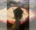Small Photo #4 Doberman Pinscher Puppy For Sale in MONROE CITY, MO, USA