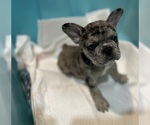 Small #4 French Bulldog