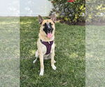 Small #1 German Shepherd Dog Mix