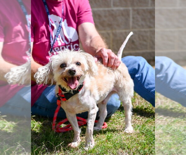 Medium Photo #2 Mutt Puppy For Sale in Glen Allen, VA, USA