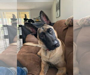 German Shepherd Dog-Unknown Mix Dogs for adoption in Imlay City, MI, USA