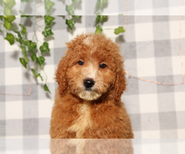 Medium Photo #1 Goldendoodle-Poodle (Miniature) Mix Puppy For Sale in MARIETTA, GA, USA