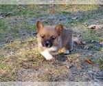 Small #6 Pembroke Welsh Corgi