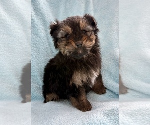 Bernedoodle (Miniature) Puppy for sale in FAIR HAVEN, MI, USA