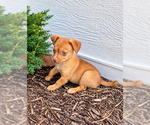 Small #1 Chihuahua Mix