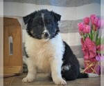Small Photo #2 Border Collie Puppy For Sale in LUBLIN, WI, USA
