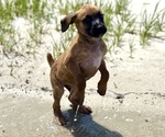 Puppy Red Boxer-Poodle (Standard) Mix