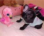 Small Photo #2 French Bulldog Puppy For Sale in VALLEJO, CA, USA