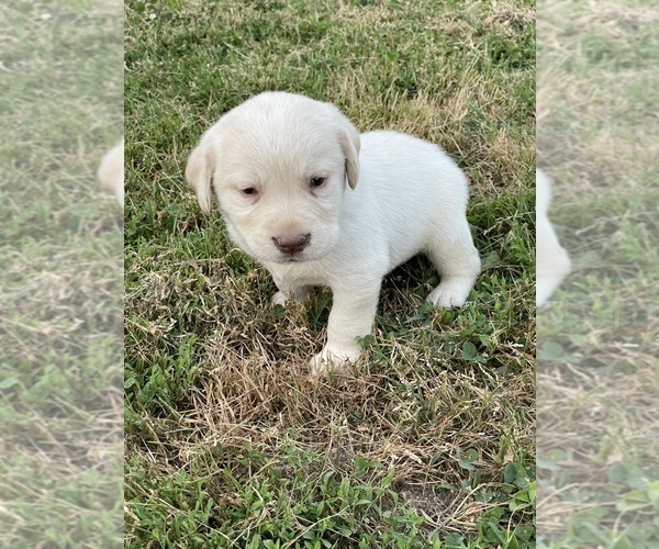 Medium Photo #1 Labrador Retriever Puppy For Sale in WASHBURN, MO, USA