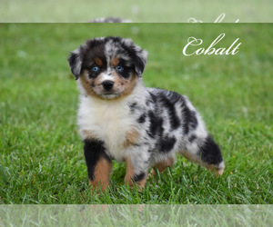 Australian Shepherd Puppy for sale in EASTON, MO, USA
